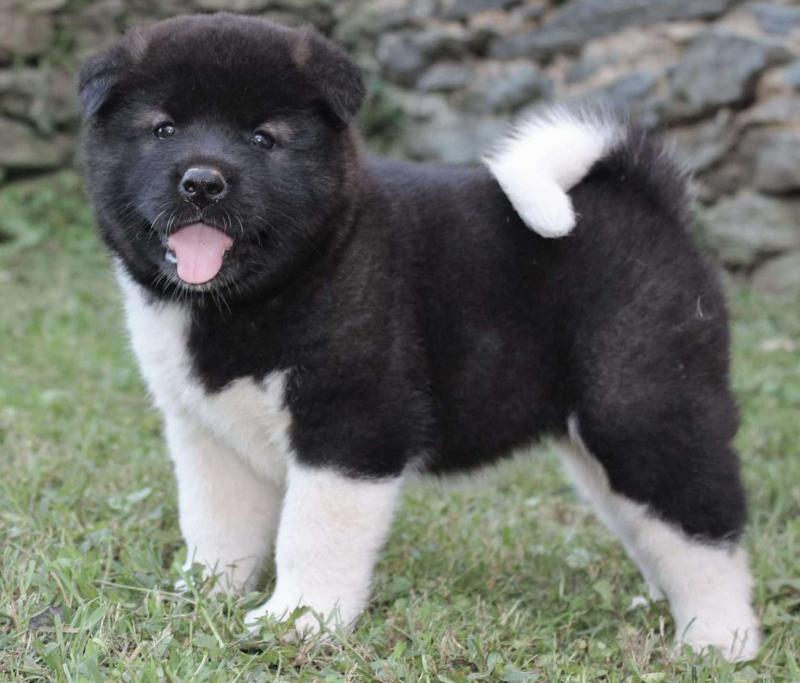 Gorgeous Akita puppies searching for new homes! Image eClassifieds4u