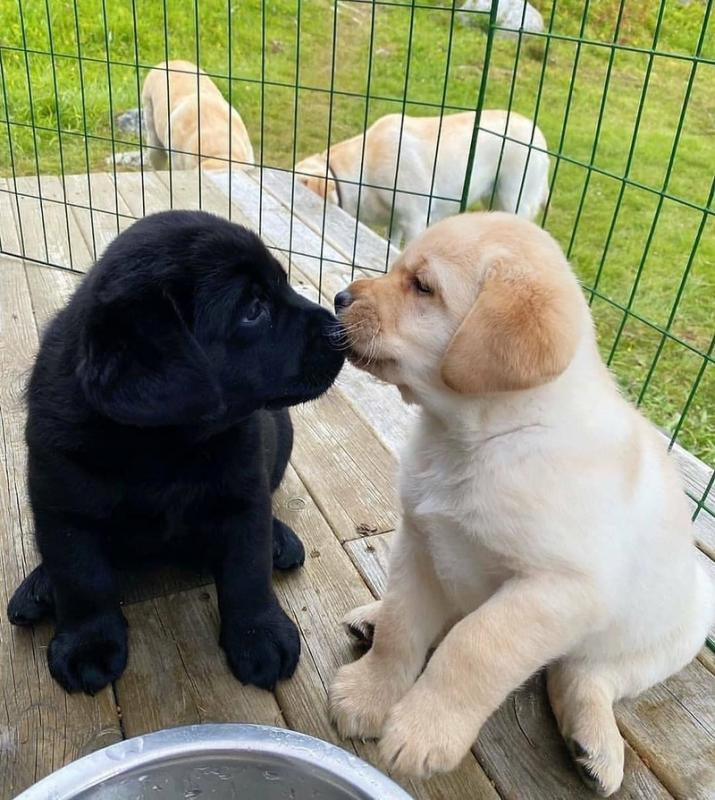 Labrador Puppies for sale Image eClassifieds4u