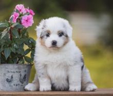 Amazing AUSTRALIAN SHEPHERD puppies Image eClassifieds4U