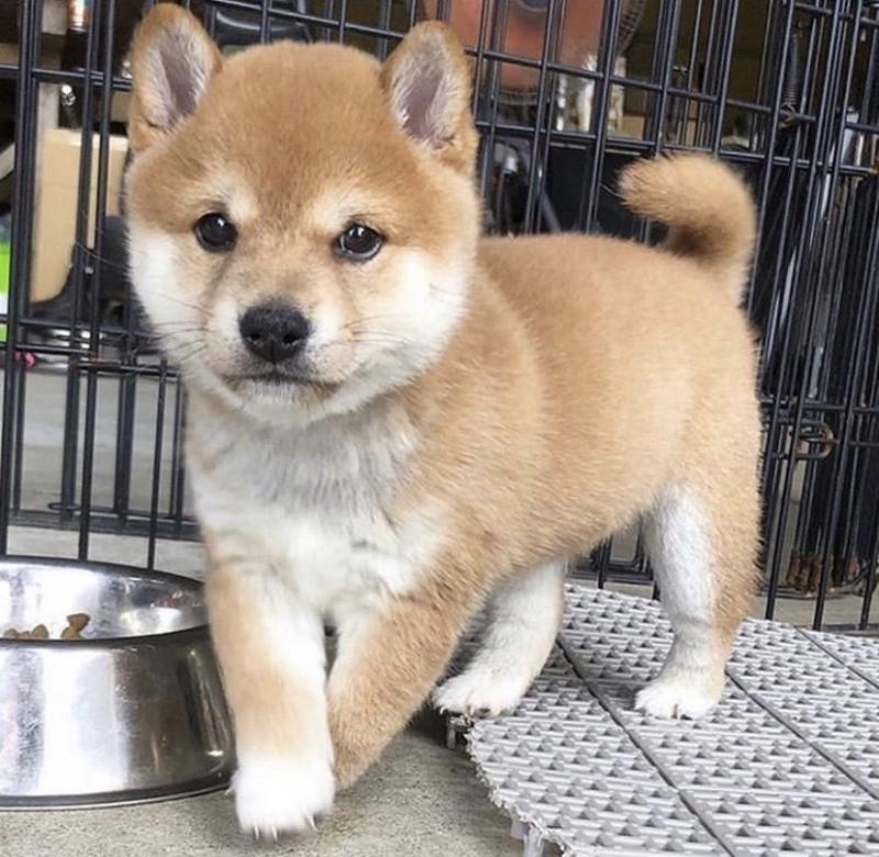 Shiba Inu Puppies For Adoption Image eClassifieds4u