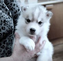 cute Siberian husky puppies for adoption