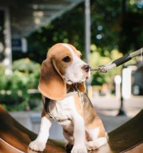 Offering : Beautiful/ Gorgeous Male And Female Beagle Puppies available