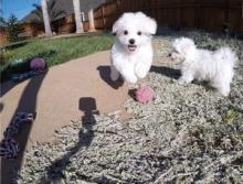 Beautiful Bichon Frise puppies