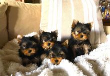 Chiots Yorkshire Terrier à donner