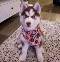 Healthy Male and female Siberian Husky puppies for Re-Homing