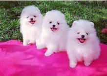 Pomeranian puppies