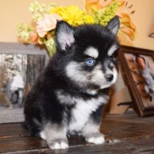 Pomsky male and female puppies for adoption