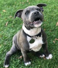 Super adorable blue nose puppies for adoption