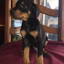 Super adorable Doberman puppies ready for new homes