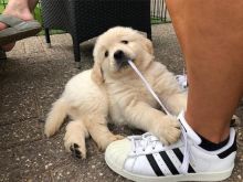 Super adorable Golden Retriever puppies.