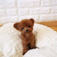 Toy Poodle puppies available