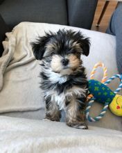 Two Angelic Teacup Yorkie Puppies In Need Of A New Family