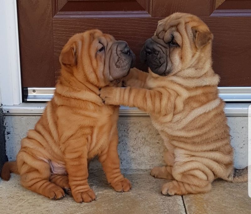 Adorable shar pei puppies Image eClassifieds4u