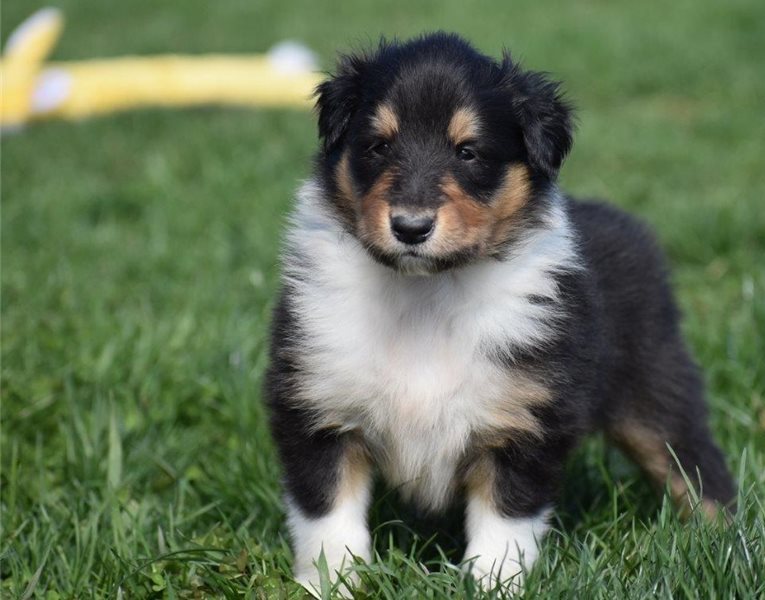 Collie puppies now Image eClassifieds4u