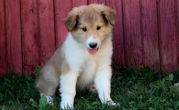 Collie puppies now Image eClassifieds4u