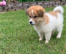 Great Pyrenees puppies Image eClassifieds4u