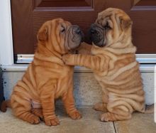 Adorable shar pei puppies Image eClassifieds4u 2