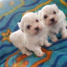 Male and female Maltese puppies for adoption Image eClassifieds4u 2