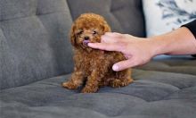 Toy Poodle Puppies Image eClassifieds4u 4