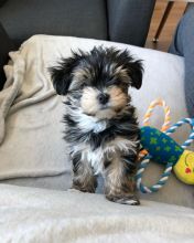 Two Angelic Teacup Yorkie Puppies In Need Of A New Family Image eClassifieds4U