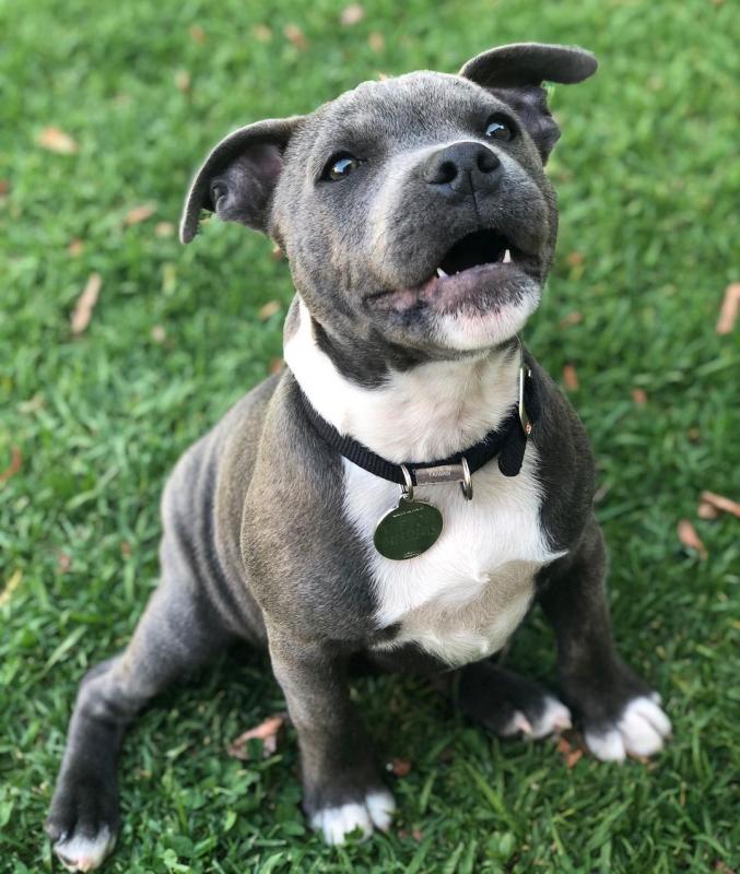Super adorable blue nose puppies for adoption Image eClassifieds4u