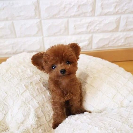 Toy Poodle puppies available Image eClassifieds4u