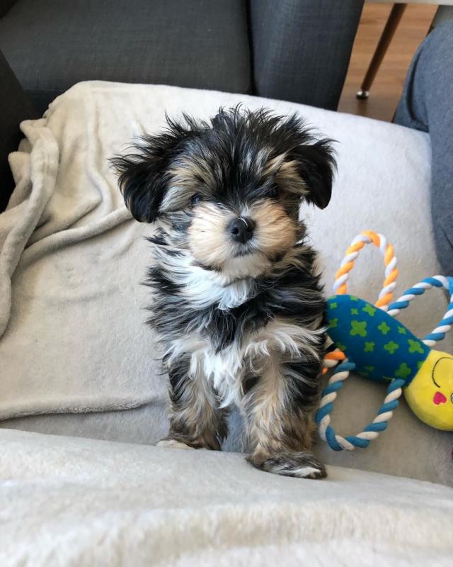 Two Angelic Teacup Yorkie Puppies In Need Of A New Family Image eClassifieds4u