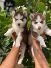 Blue Eye Siberian Husky puppies ready to Go