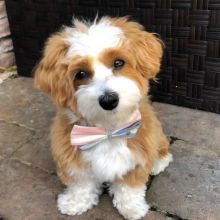 ❤️ ❤️❤️❤️❤️Gorgeous Red Havanese Puppies Available - (431) 302-3667