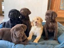 CKC Registered Labrador Retriever / Lab Puppies