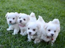 ❤️ ❤️Lovely Maltese Puppies for re-homing - (431) 302-3667❤️❤️❤️