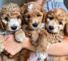 Adorable Cavapoo puppies