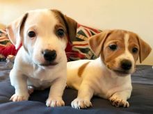Healthy Jack Russell Puppies available