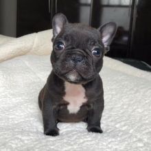 Intelligent French bulldog puppies for adoption Email US (bryanmoore688@gmail.com )