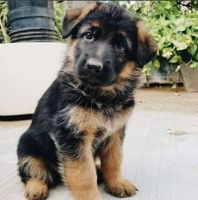 Male and Female German Shepard puppies available