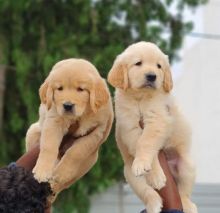 Pure Bred Golden Retriever puppies