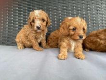 Rare Cavapoo puppies available available.