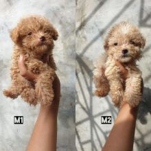Toy poodle Puppies available
