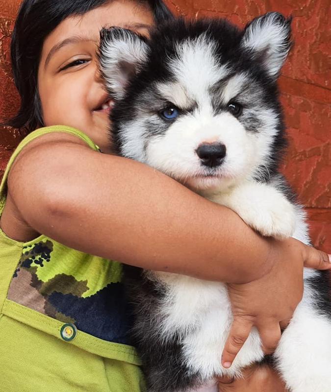 AKC + CKC RARE woolly Siberian Husky puppies Image eClassifieds4u