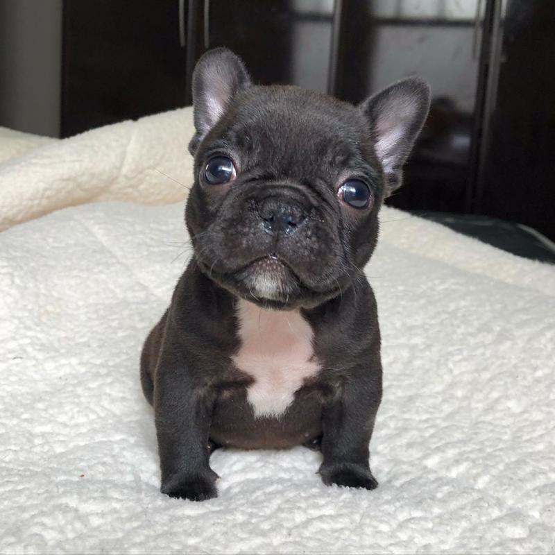 Intelligent French bulldog puppies for adoption Email US (bryanmoore688@gmail.com ) Image eClassifieds4u