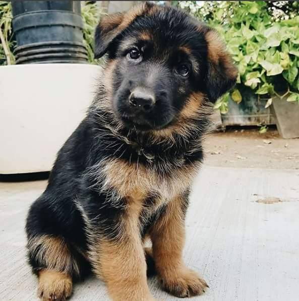 Male and Female German Shepard puppies available Image eClassifieds4u