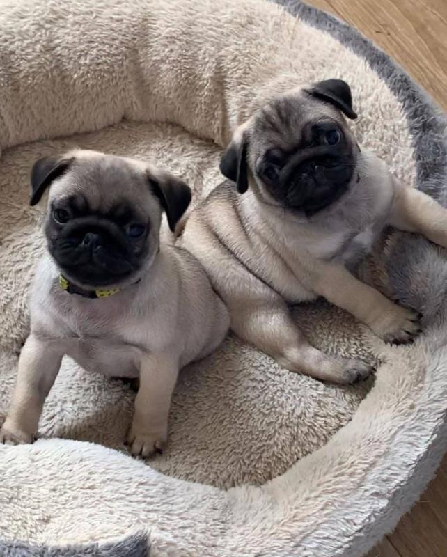🔴🐶Litter of 4 Pug Puppies 🔴🐶🐶 Image eClassifieds4u