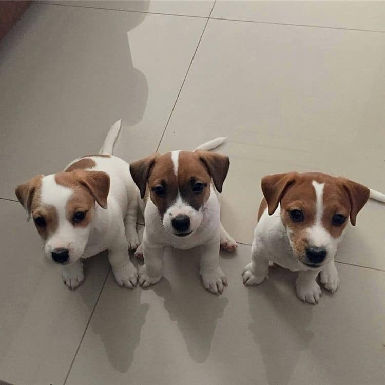 🔴🐶🐶Lovely and Intelligent Jack Russel Puppies🔴🐶🐶 Image eClassifieds4u