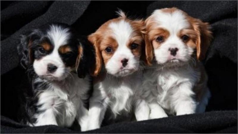 🔴🐶🐶Potty Trained Cavalier King Charles Spaniel Puppies 🔴🐶🐶 Image eClassifieds4u