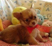 ❤️❤️Boys & Girls Chihuahua Smooth Coat Puppies For Adoption❤️❤️