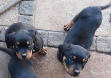 🔴🐶🐶Energetic german Shepherd Puppies for Stable Homes🔴🐶🐶