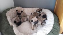 🔴🐶Litter of 4 Pug Puppies 🔴🐶🐶