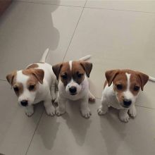 🔴🐶🐶Lovely and Intelligent Jack Russel Puppies🔴🐶🐶