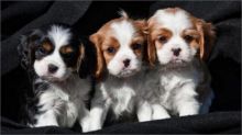 🔴🐶🐶Potty Trained Cavalier King Charles Spaniel Puppies 🔴🐶🐶