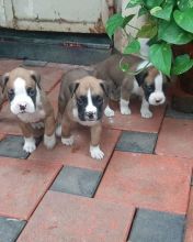 available male and female boxer puppies looking for new homes